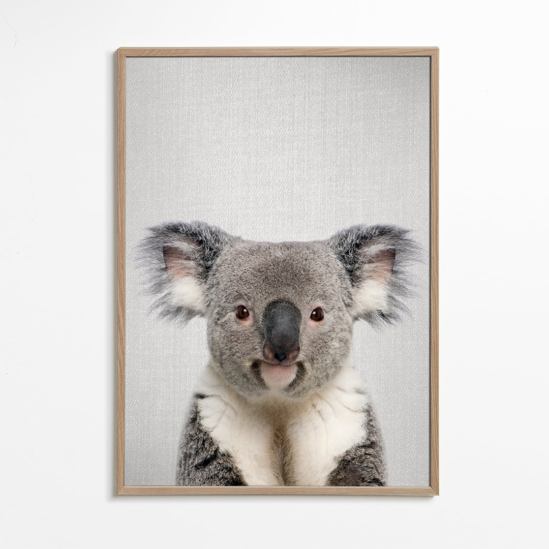 Sandsberg | Koala