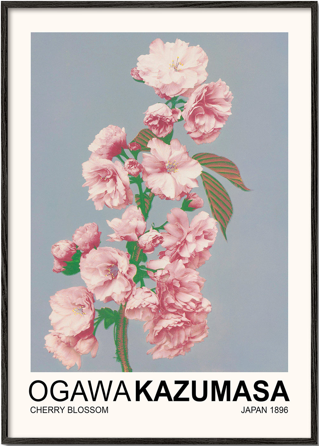 Sandsberg | Cherry Blossom (Sonderausgabe) - Ogawa Kazumasa