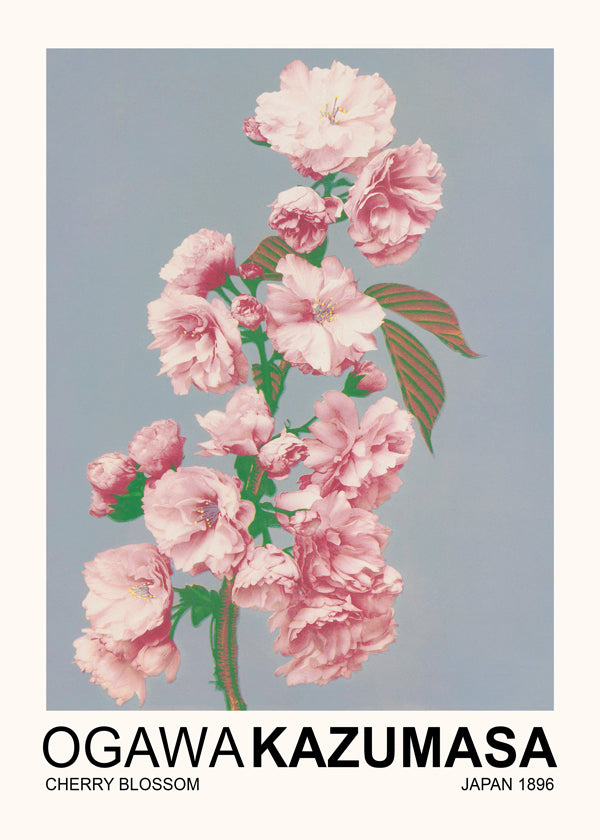 Sandsberg | Cherry Blossom (Sonderausgabe) - Ogawa Kazumasa