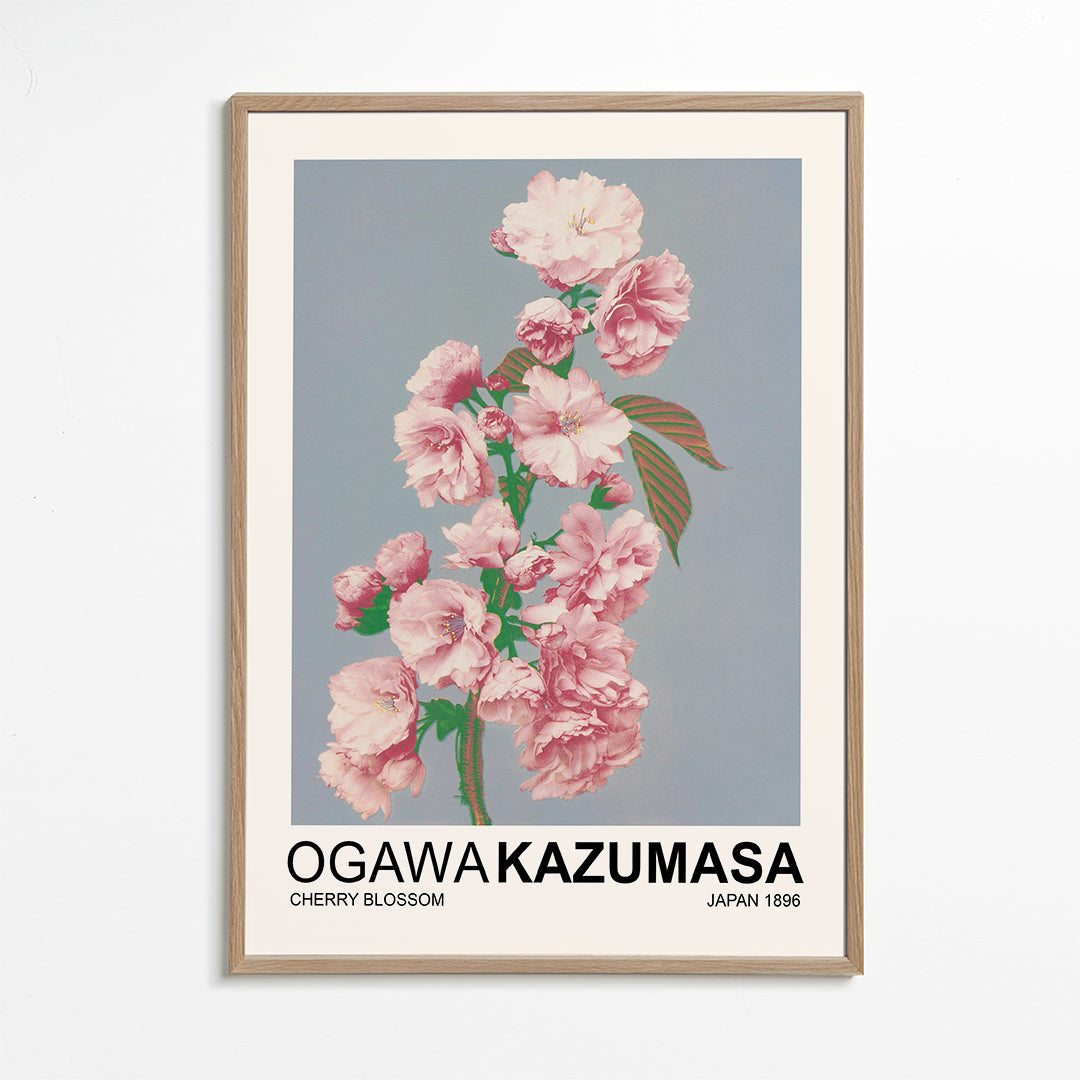 Sandsberg | Cherry Blossom (Sonderausgabe) - Ogawa Kazumasa