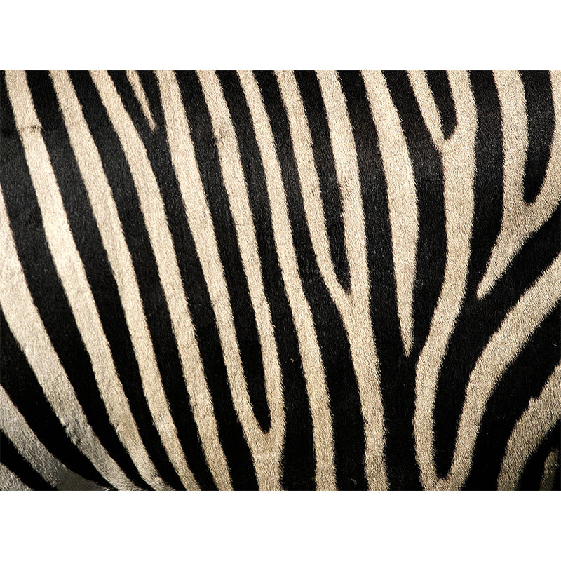 Sandsberg | Donkere kleur moderne wandmuur sticker grote dierenprint wandbekleding voor woonkamer