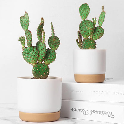 Sandsberg | Selbstbewässernder Blumentopf für Orchideen und Pflanzen – Kunststoff Pflanzgefäß