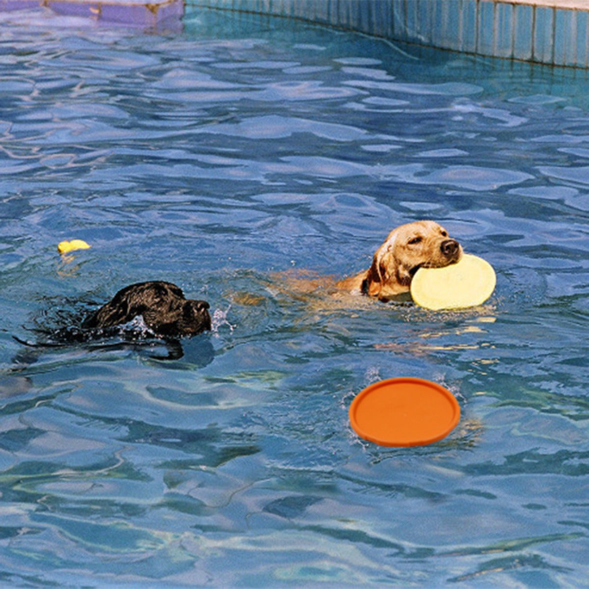 Sandsberg | TPR Pet Soft Frisbee