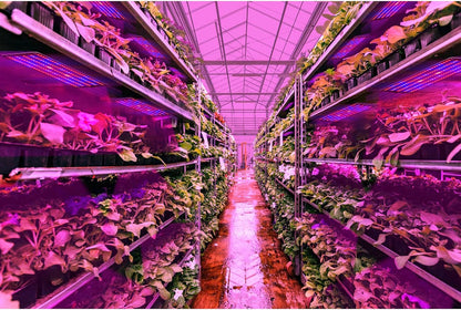 Sandsberg | LED Quantum Pflanzenlicht Panel für Wachstum und Farbförderung – Mit einstellbarem Lichtmodus