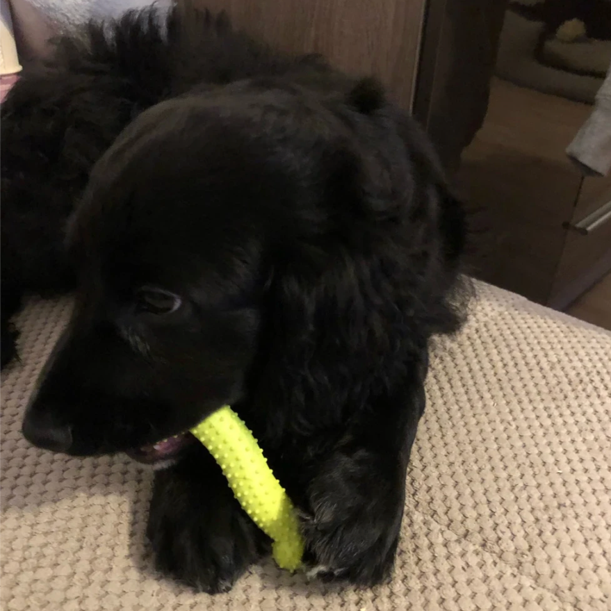 Dumbell Gummispielzeug