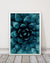 Sandsberg | Cactus No 9 Fotografie Kunstdruck