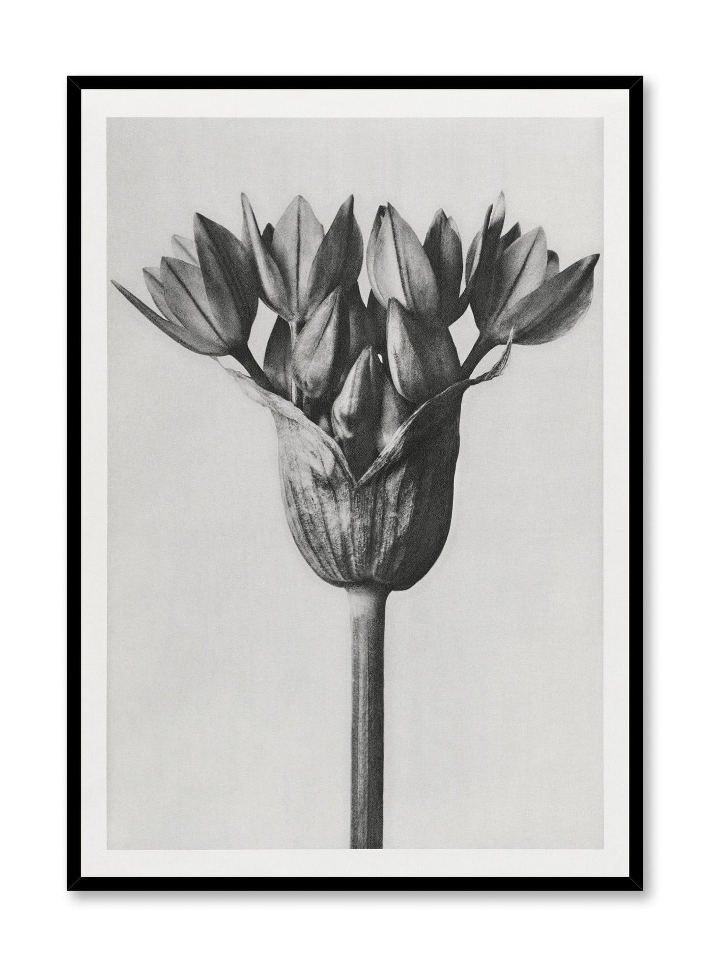 Sandsberg | Moody Blossom, Poster