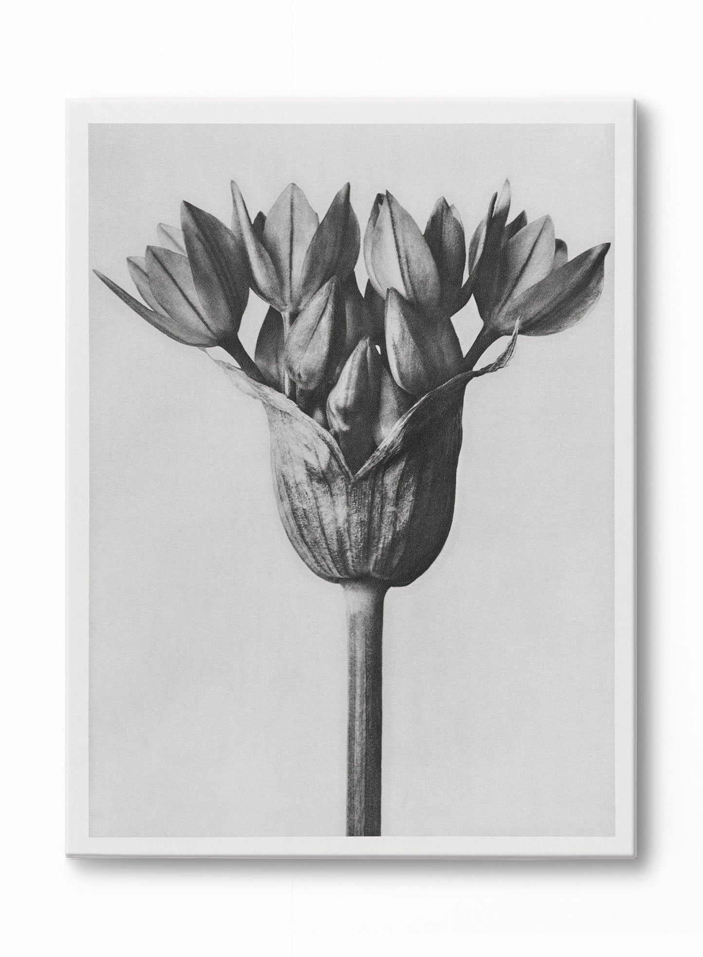 Sandsberg | Moody Blossom, Poster