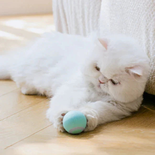 Intelligenter Katzenball