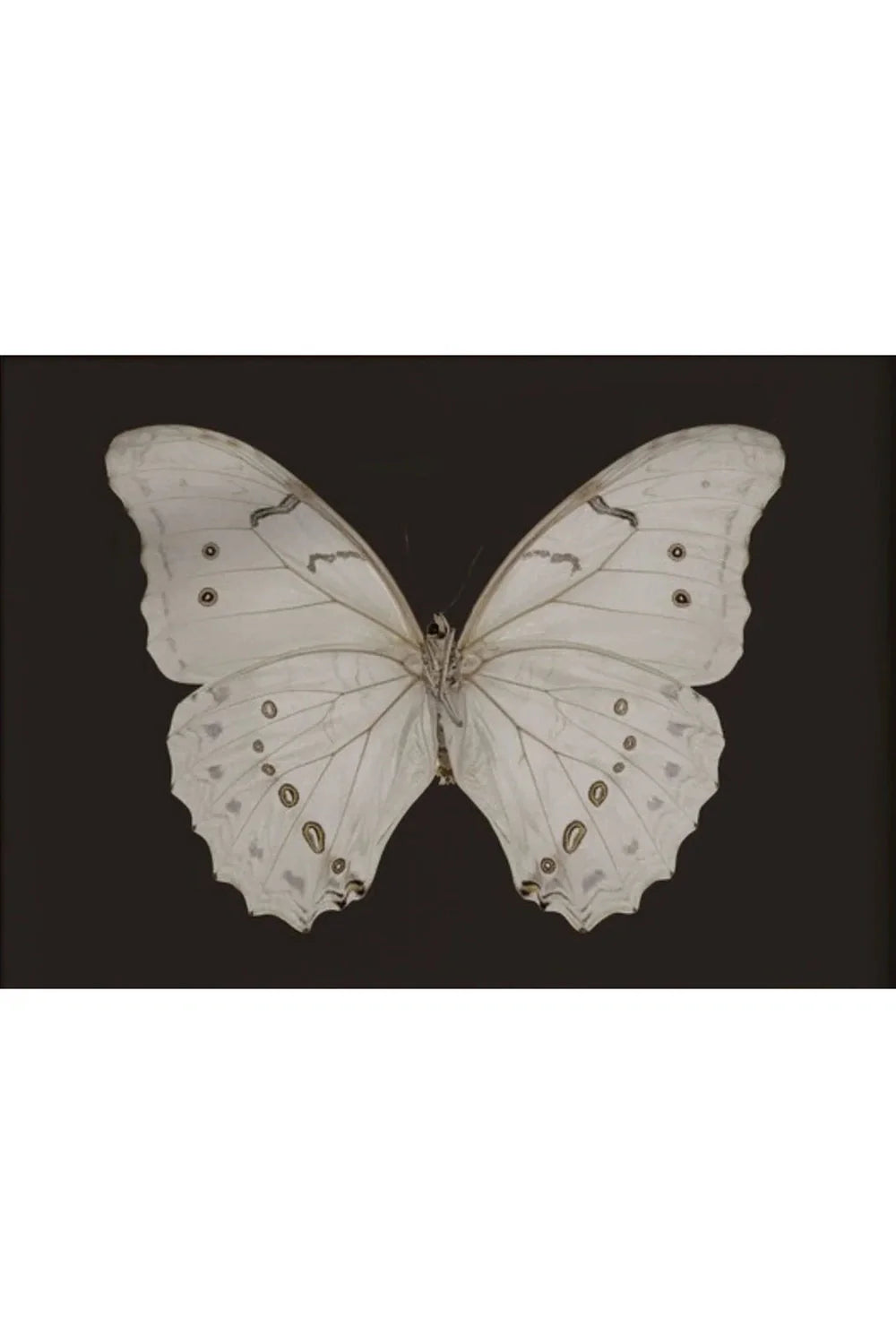 Gothic Nature Galerie Poster