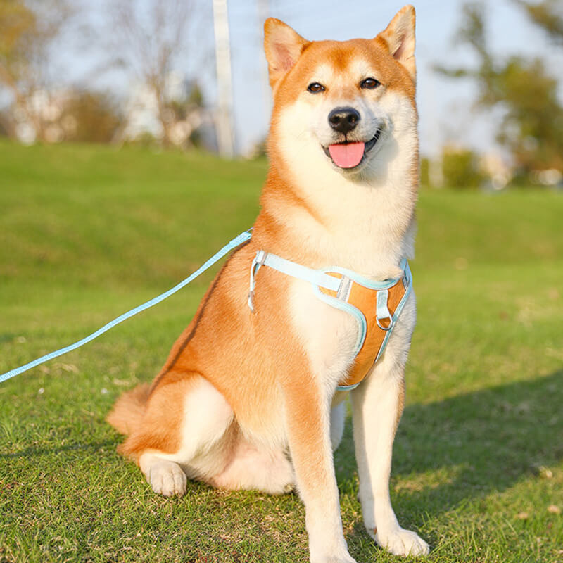 Sandsberg | Reflective Puppy Harness - BrightPaw