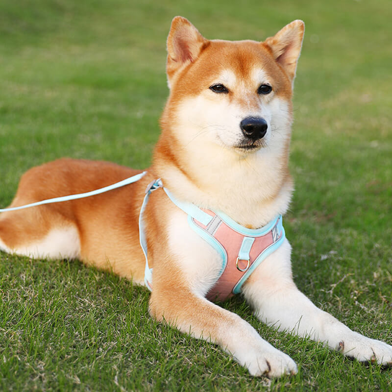 Sandsberg | Reflective Puppy Harness - BrightPaw