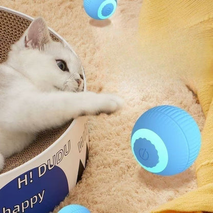 Sandsberg | Elektrischer Rollball neckt Katze