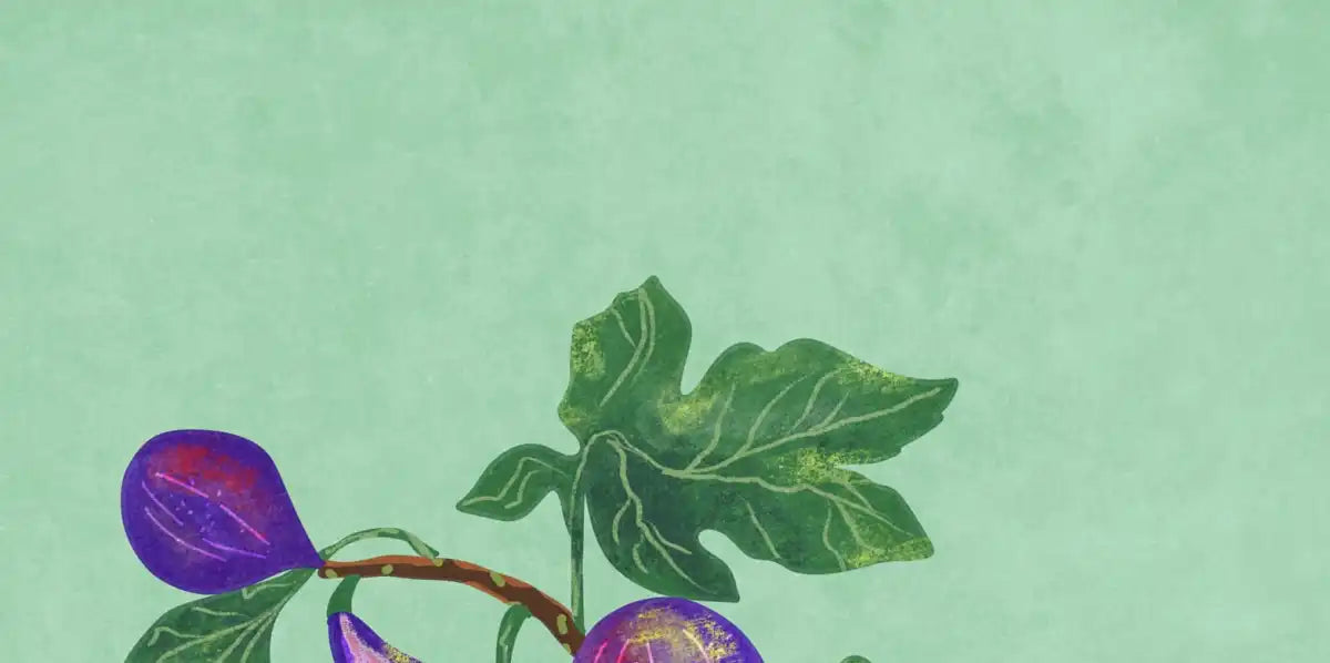 Sandsberg | Figs Branch In Vase Wandkunst