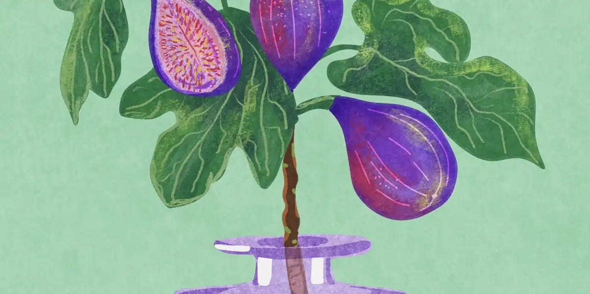 Sandsberg | Figs Branch In Vase Wandkunst