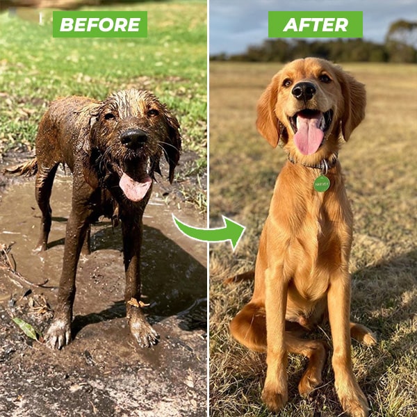 Sandsberg | Hundefutter Duschspray - WashBuddy