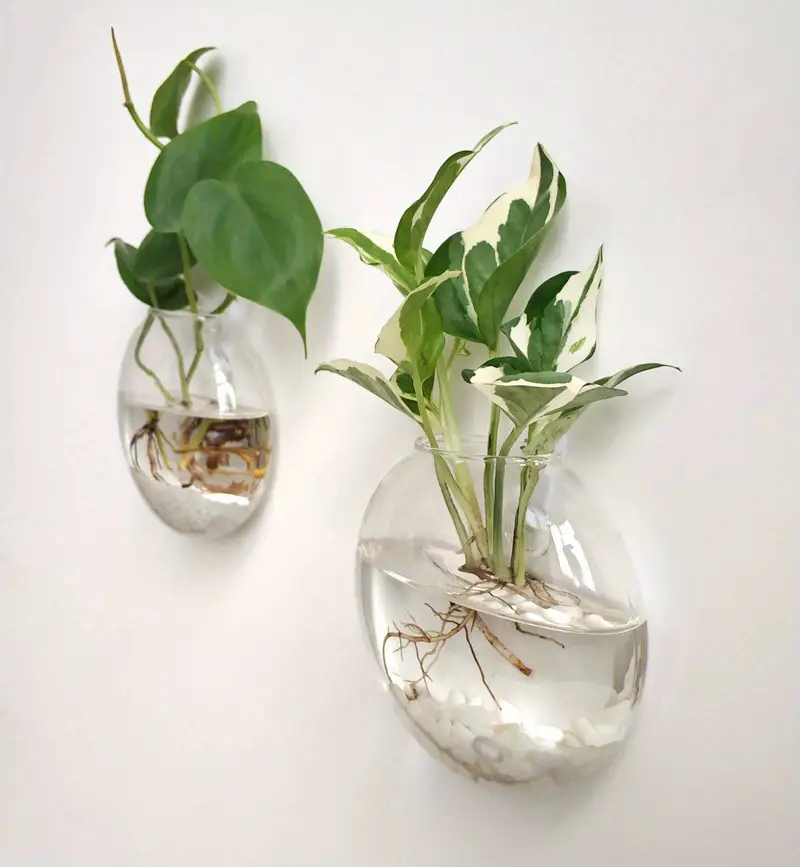 Sandsberg | Oblate Form Glas Wandpflanzen