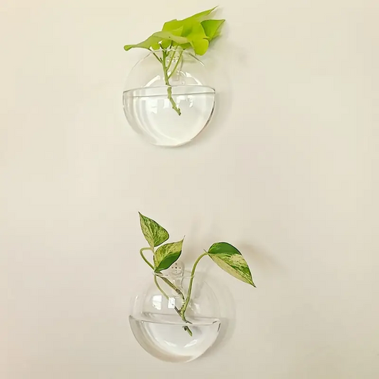 Sandsberg | Oblate Form Glas Wandpflanzen
