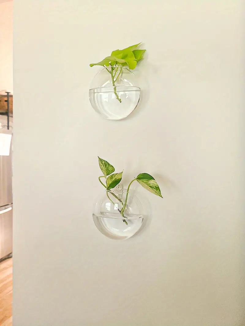 Sandsberg | Oblate Form Glas Wandpflanzen